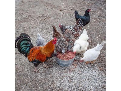 Image showing  PowerHen High Protein Poultry Treats