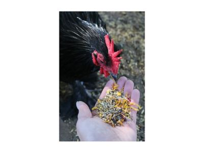 Image showing  PowerHen High Protein Poultry Treats