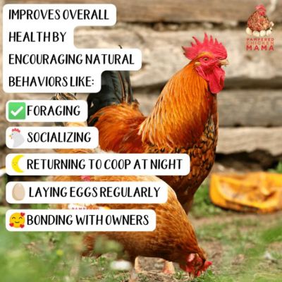 Image showing 6 th Pampered Chicken Mama Premium Scratch Poultry Feed with Herbs