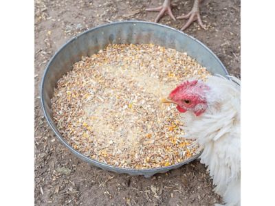 Image showing  Fluffiest Feathers Ever! Feather Treat for Pet Chickens