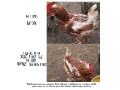 Image showing  Fluffiest Feathers Ever! Feather Treat for Pet Chickens