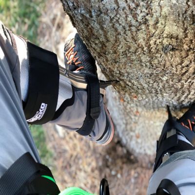 Image showing  Gecko Aluminum 2.0 Climbers, Tree