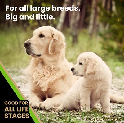 Image showing  Elite Canine Large Breed All Life Stages Chicken Recipe Dry Dog Food
