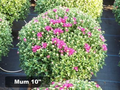 Pope's Plant Farm Mum Hardy, 10009