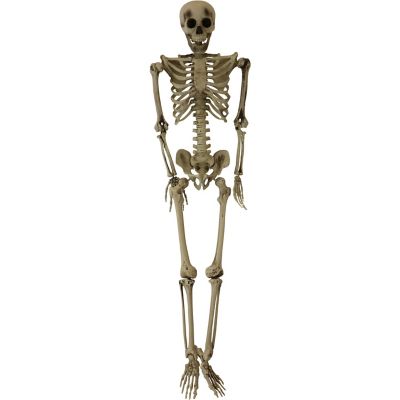 Haunted Hill Farm 5 ft. Igor the Poseable Skeleton, Indoor/Covered Outdoor Halloween Decoration