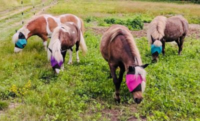 Image showing  Miniature Horse/Pony UV Fly Mask with Ears