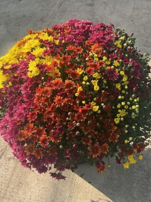 Pope's Plant Farm 12 in. Tri-Color Mum