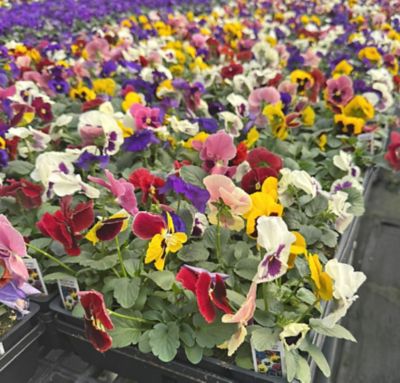 Pope's Plant Farm Pansy, 91101