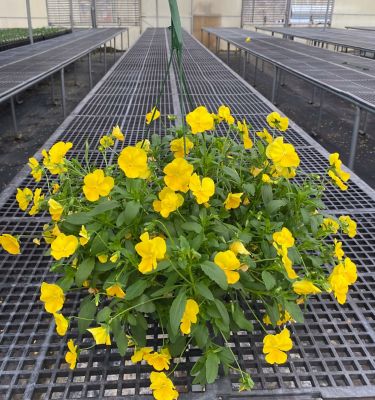 Pansy HB, 70188
