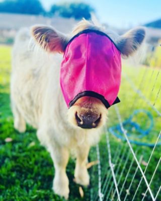 Image showing  Miniature Horse/Pony UV Fly Mask without Ears