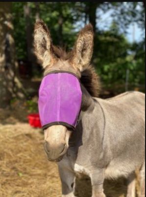 Image showing  Miniature Horse/Pony UV Fly Mask without Ears