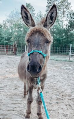 Image showing  Miniature Horse/Pony 4-Knot Rope Halter