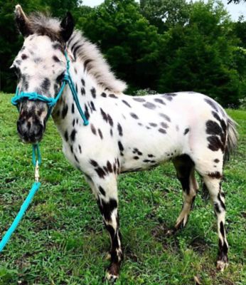 Image showing  Miniature Horse/Pony 4-Knot Rope Halter