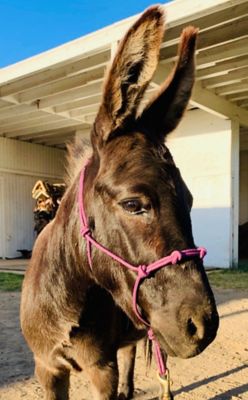 Image showing  Miniature Horse/Pony 4-Knot Rope Halter