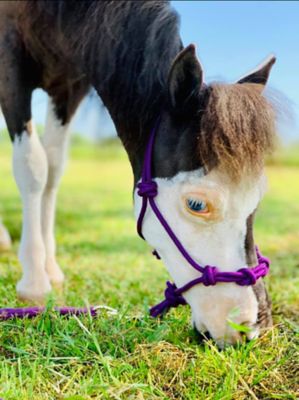 Star Point Horsemanship 4-Knot Rope Miniature Horse/Pony Halter