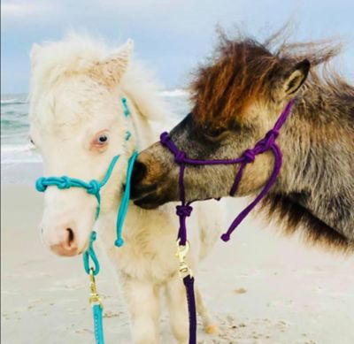 Image showing  Miniature Horse/Pony 4-Knot Rope Halter