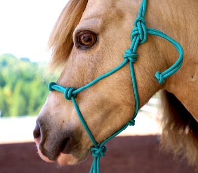 Image showing  Miniature Horse/Pony 4-Knot Rope Halter with Lead