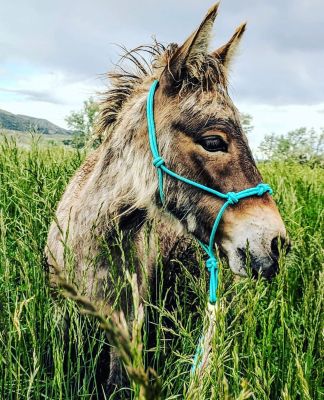 Image showing 3 th Star Point Horsemanship Miniature Horse/Pony 4-Knot Rope Halter with Lead