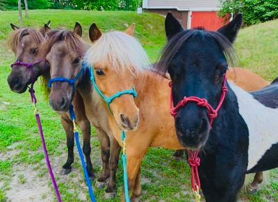 Image showing  Miniature Horse/Pony 4-Knot Rope Halter with Lead