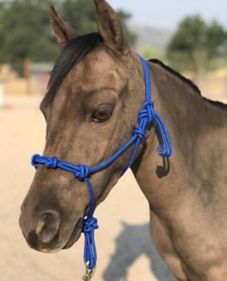 Image showing  Miniature Horse/Pony 4-Knot Rope Halter with Lead