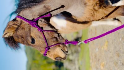 Image showing  Miniature Horse/Pony 4-Knot Rope Halter with Lead