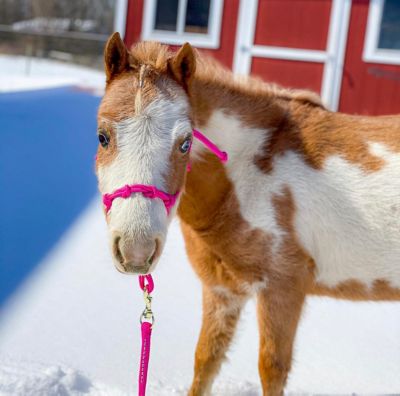 Image showing  Miniature Horse/Pony 4-Knot Rope Halter with Lead