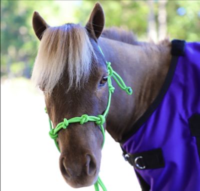 Image showing 1 th Star Point Horsemanship Miniature Horse/Pony 4-Knot Rope Halter with Lead