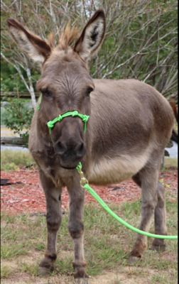 Image showing 3 th Star Point Horsemanship Miniature Horse/Pony 4-Knot Rope Halter with Lead