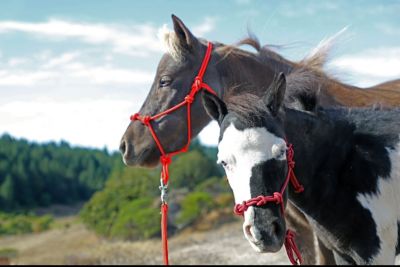 Star Point Horsemanship Miniature Horse/Pony 4-Knot Rope Halter with Lead