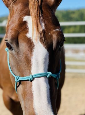 Image showing  Average Horse 4 Knot Halter and Lead Set, Teal