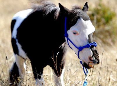 Image showing 2 th Star Point Horsemanship Miniature Horse/Pony 4-Knot Rope Halter