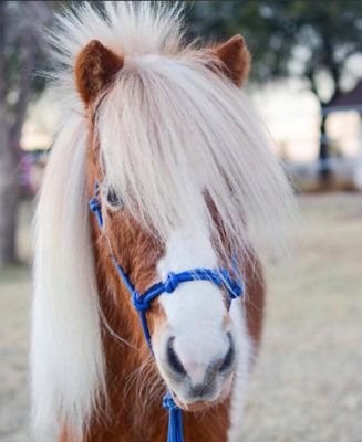 Image showing 3 th Star Point Horsemanship Miniature Horse/Pony 4-Knot Rope Halter