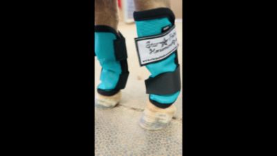 Image showing  Miniature Horse/Pony Fly Leggings