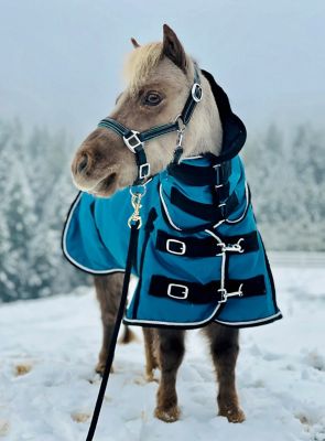 Image showing 2 th Star Point Horsemanship 1200D Waterproof Hooded Horse Blanket, Mediumweight, 220g