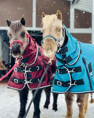 Image showing  1200D Waterproof Hooded Horse Blanket, Mediumweight, 220g