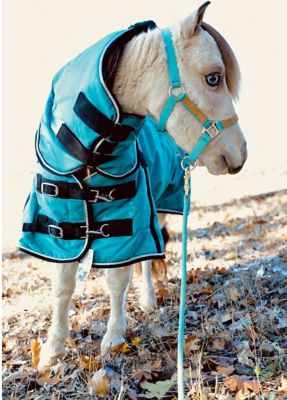 Image showing 0 th Star Point Horsemanship 1200D Waterproof Hooded Horse Blanket, Mediumweight, 220g
