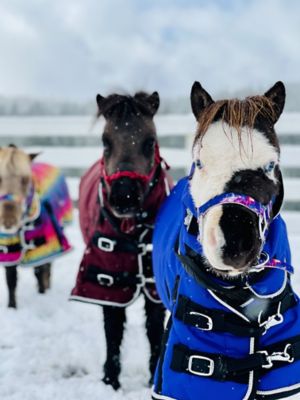 Star Point Horsemanship 1200D Waterproof Hooded Horse Blanket, Mediumweight, 220g