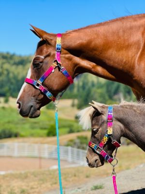 Pony Horses Colors Equestrian Barn Ranch Show Dog Bandana