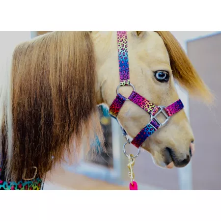 Star Point Horsemanship Patterned Stable Halter Mini Pony Horse Sizes Livestock Ropes Halters & Hobbles