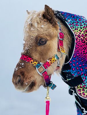 Image showing  Patterned Leather Stable Horse Halter