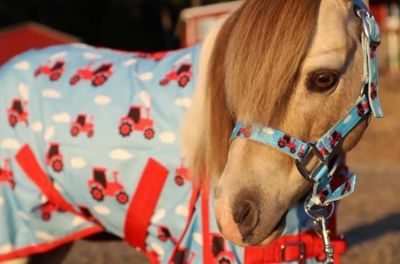 Image showing  Tractor No-Fill Hooded Horse Sheet