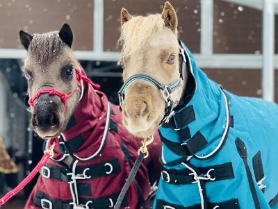 Image showing  350g/1200D Heavyweight Waterproof Hooded Miniature Horse/Pony Blanket, Heavyweight