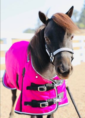 Star Point Horsemanship 350g/1200D Heavyweight Waterproof Hooded Miniature Horse/Pony Blanket, Heavyweight