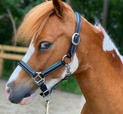 Extra Small Miniature Foal Mini Endless Adjustable Halter & Lead USA