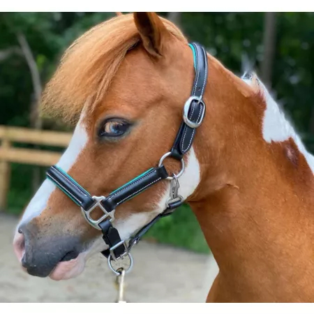 Star Point Horsemanship Stable Padded Leather Horse Halter Black Livestock Ropes Halters & Hobbles