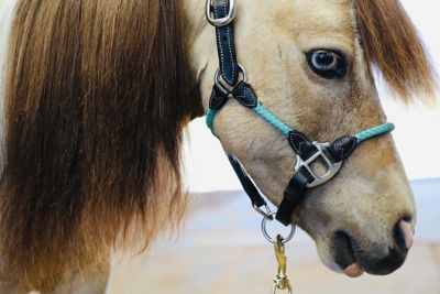 Star Point Horsemanship Mini-Pony Leather Knotless Dual Buckle Training Horse Halter