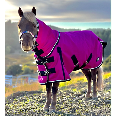 Horse Blanket or Not? - MSU Extension