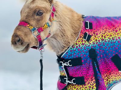 Star Point Horsemanship Rainbow Cheetah Pattern Hooded Horse Blanket,  Mediumweight, 220g at Tractor Supply Co.