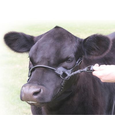Image showing  Leather 1st Class Show Halter