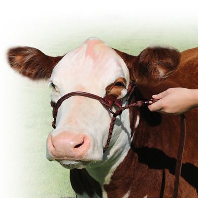 Sullivan Supply Leather 1st Class Show Halter